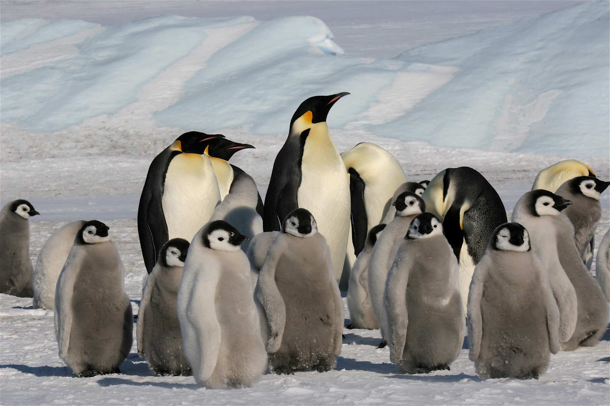 Северные животные Пингвин